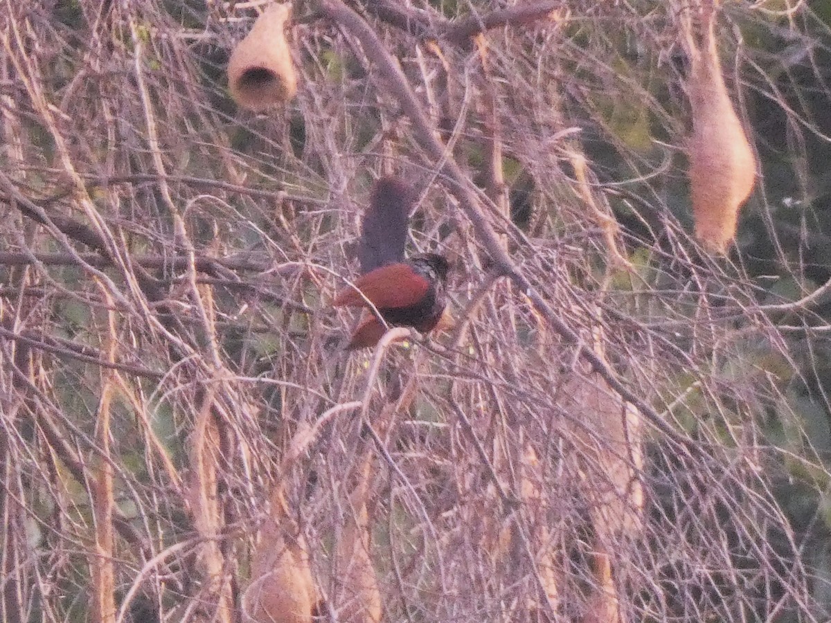 Greater Coucal - ML620880085