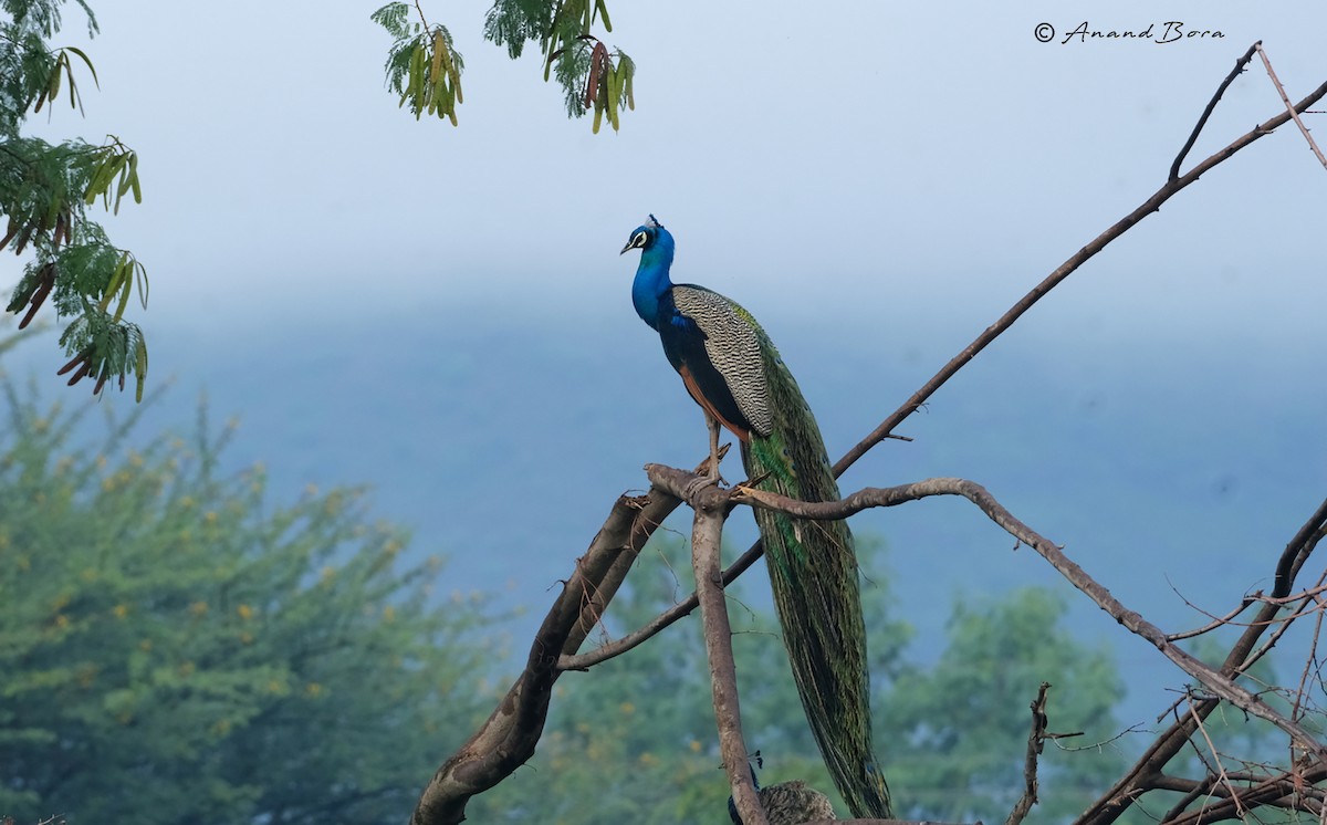 Indian Peafowl - ML620880086