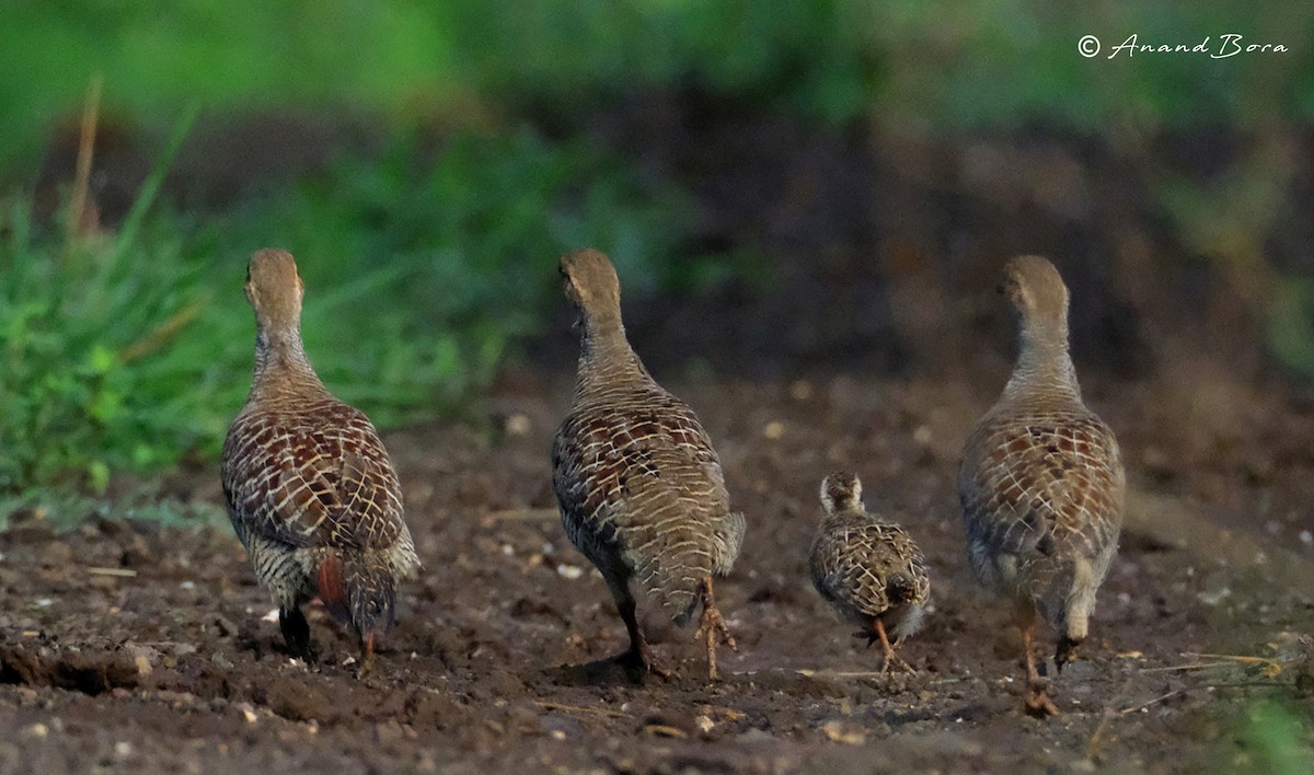 Gray Francolin - ML620880091