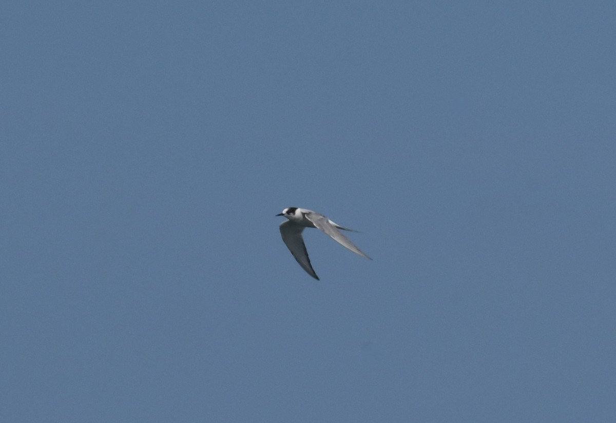 Arctic Tern - ML620880096