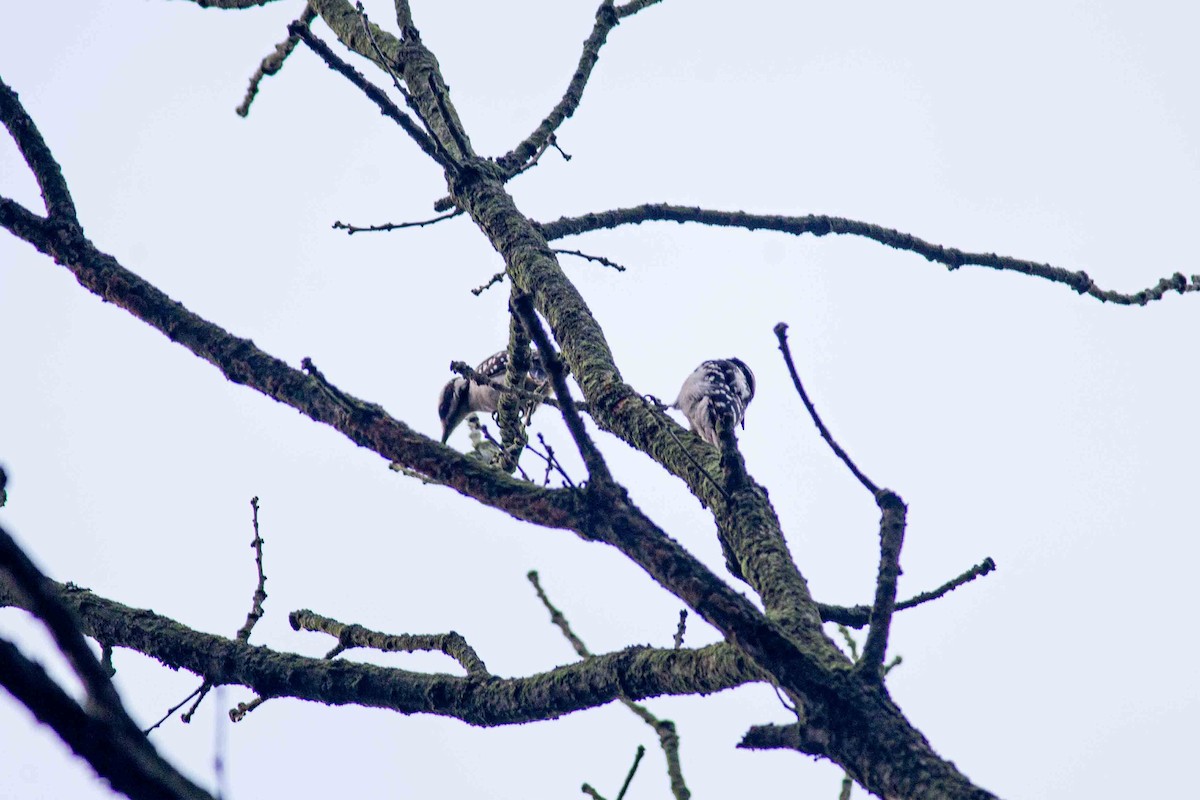 Hairy Woodpecker - ML620880097