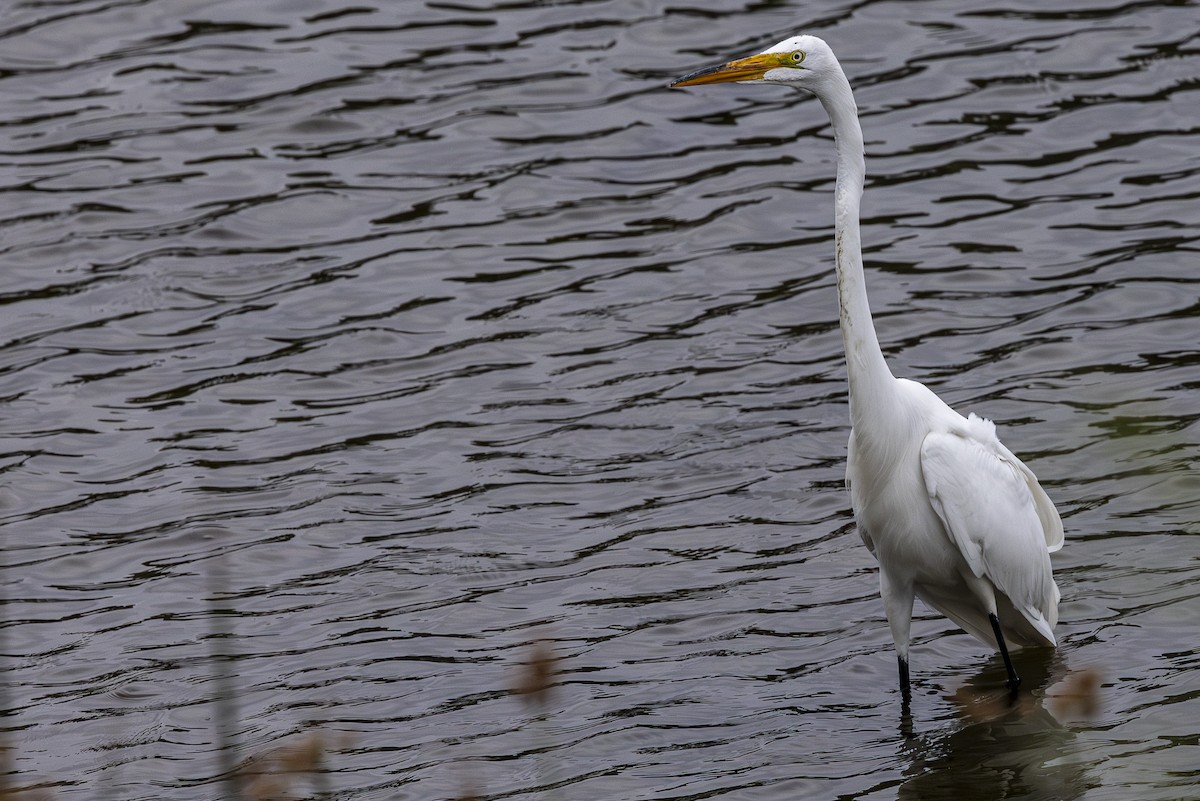 Great Egret - ML620880098