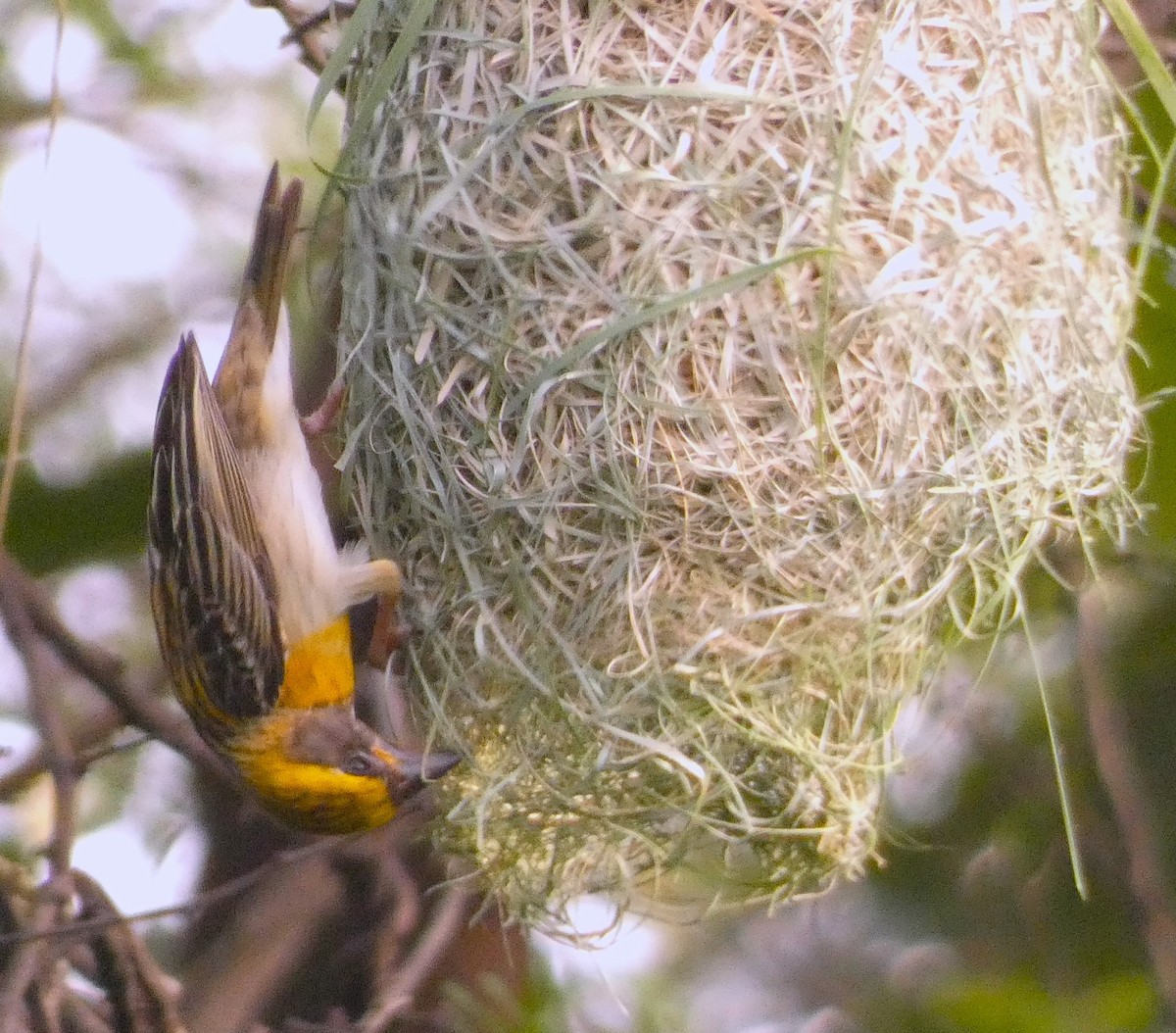 Baya Weaver - ML620880110