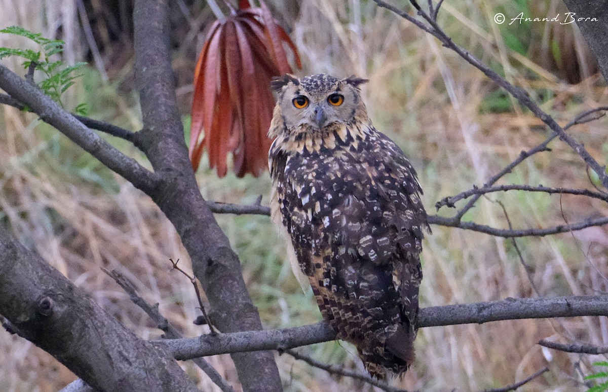 Rock Eagle-Owl - anand bora
