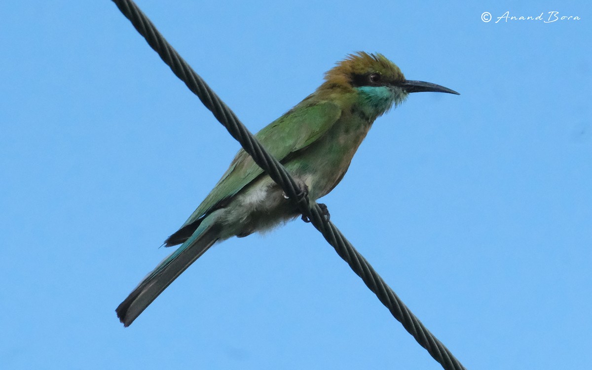 Asian Green Bee-eater - ML620880118