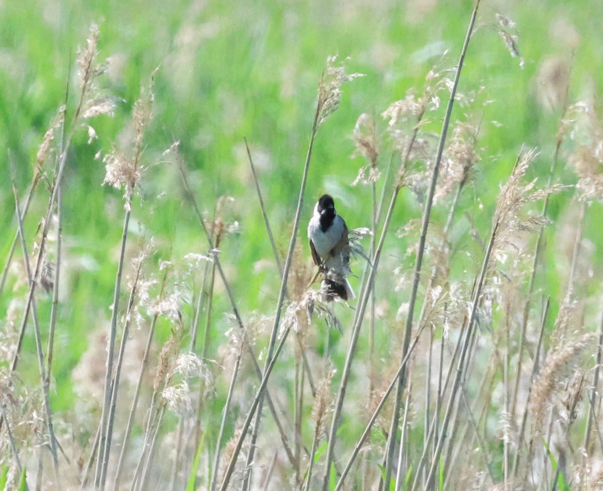 Reed Bunting - Murray DELAHOY