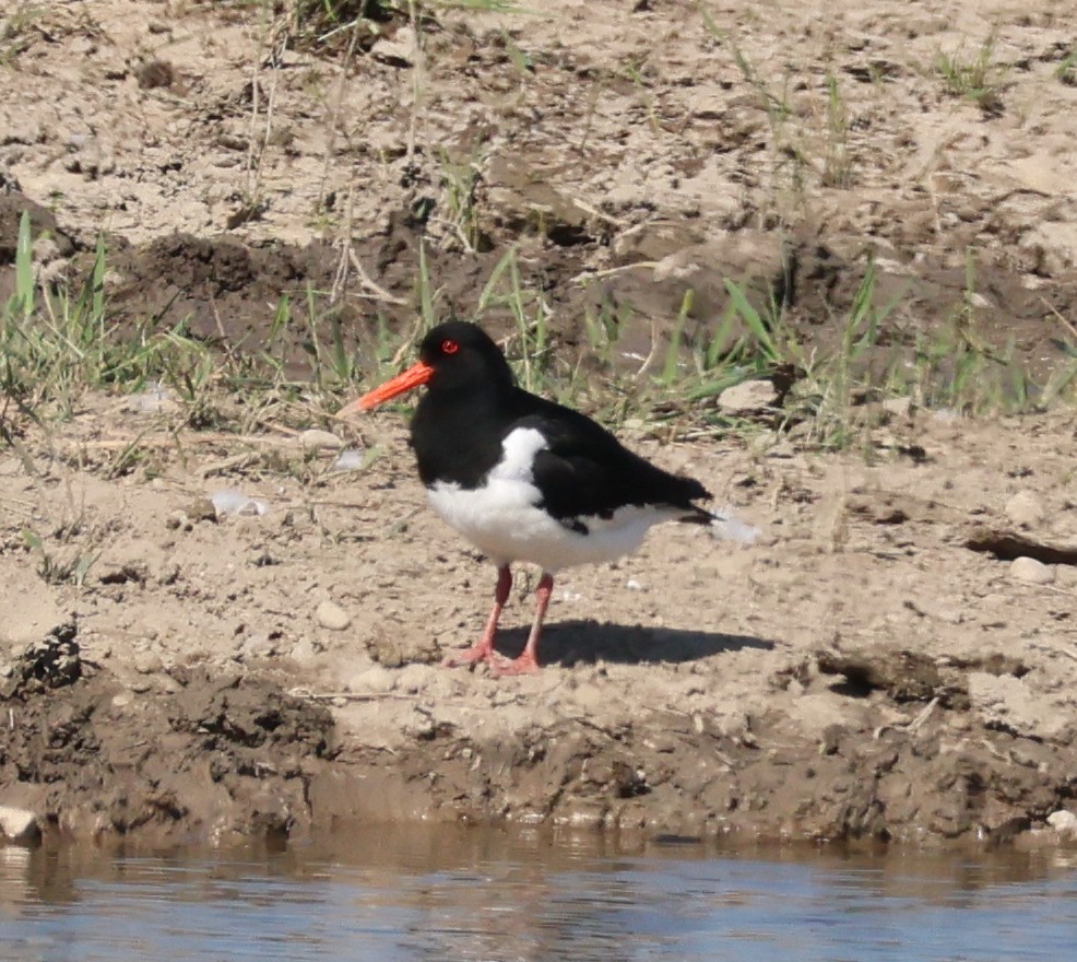 Eurasian Oystercatcher - ML620880128