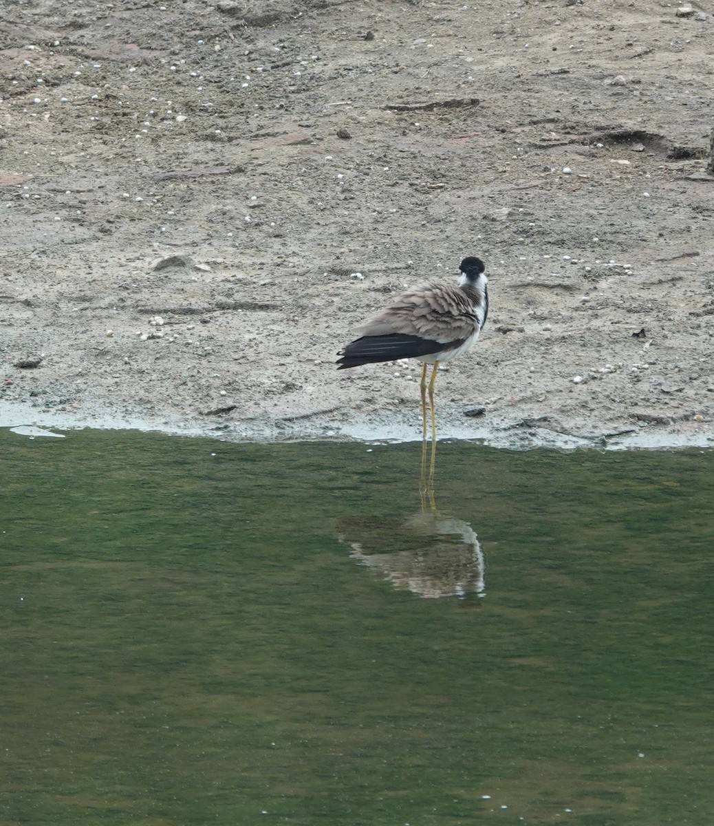 Red-wattled Lapwing - ML620880135