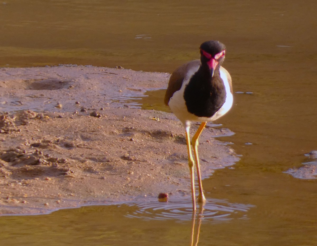 Red-wattled Lapwing - ML620880137