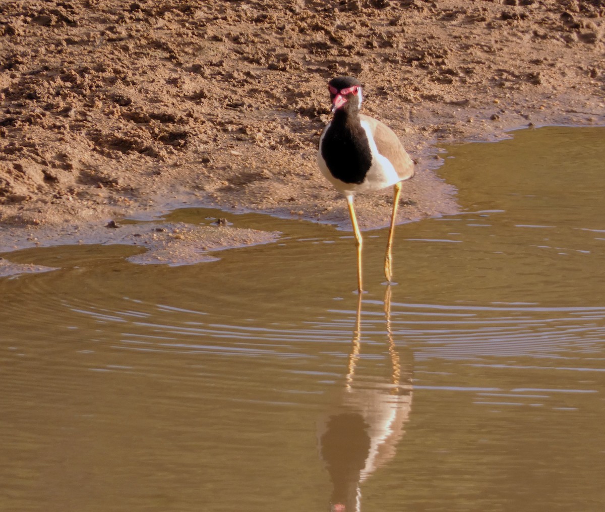 Red-wattled Lapwing - ML620880141