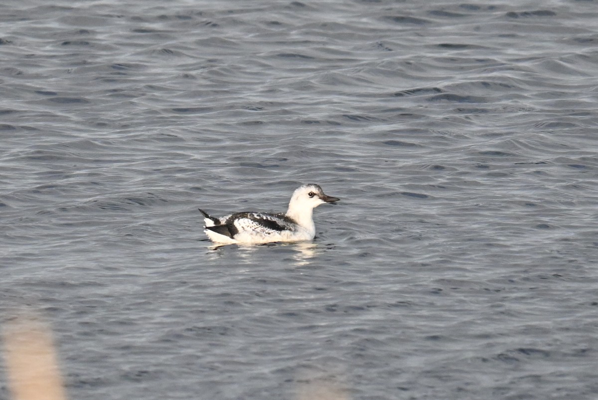 Pigeon Guillemot - ML620880142