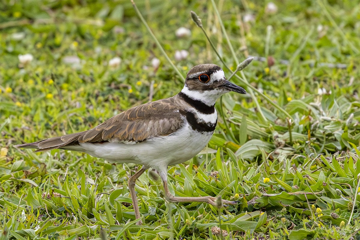 Killdeer - ML620880144