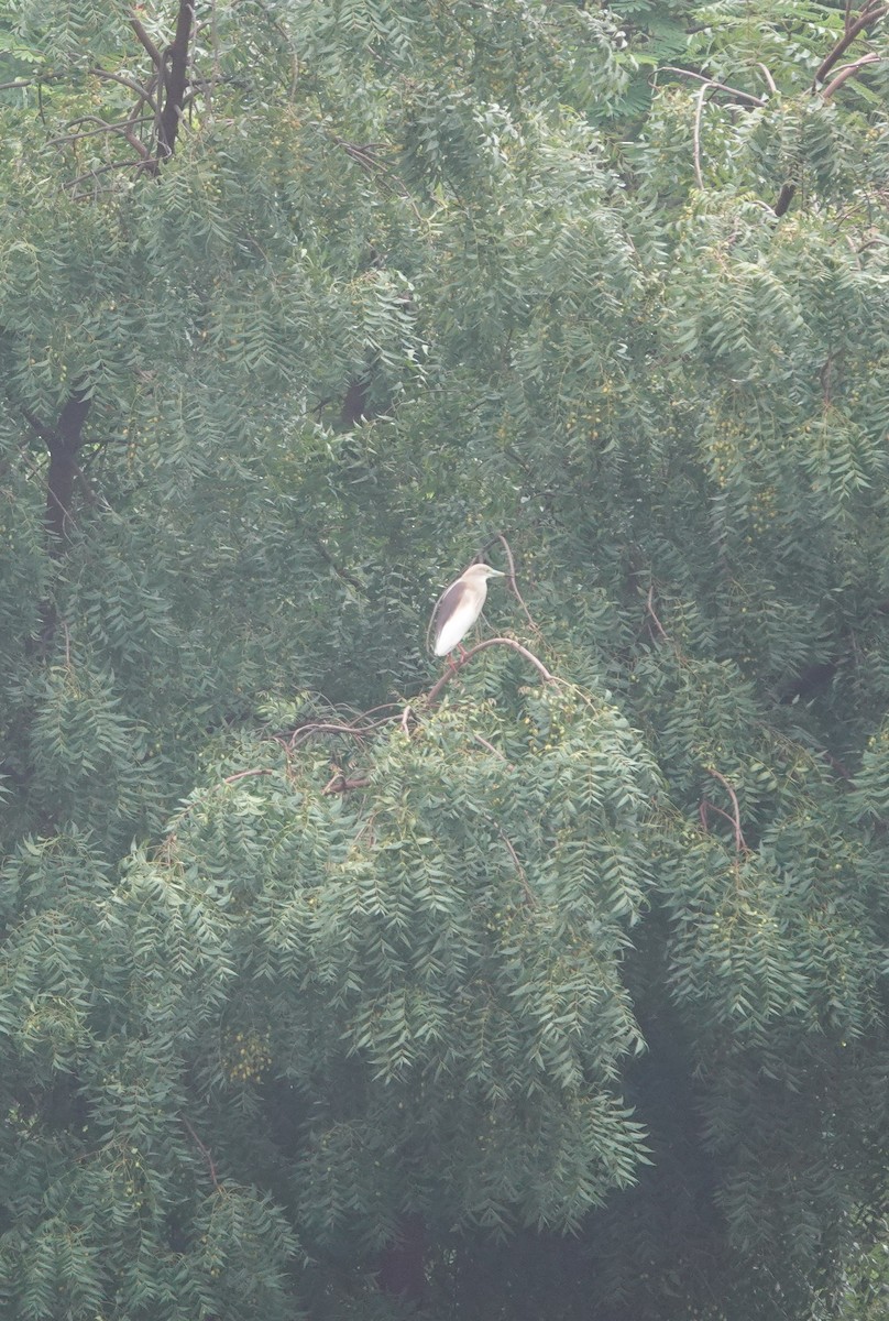 Indian Pond-Heron - ML620880146