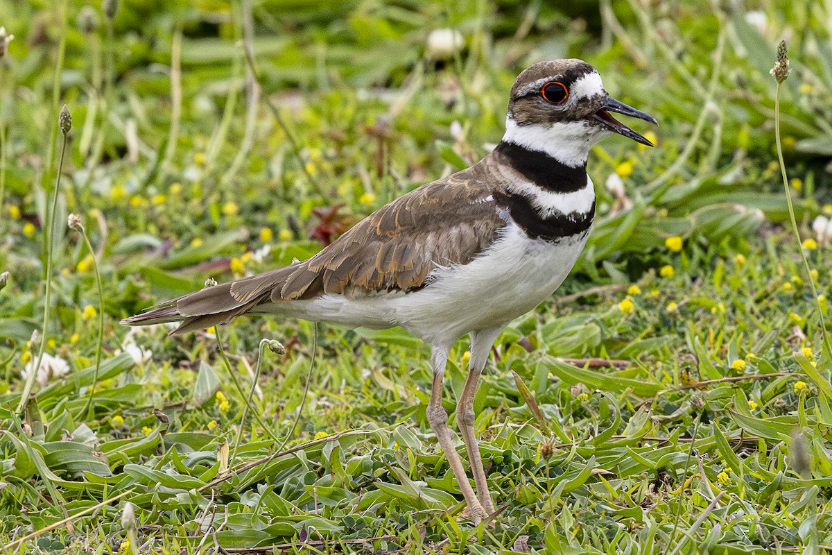 Killdeer - ML620880147