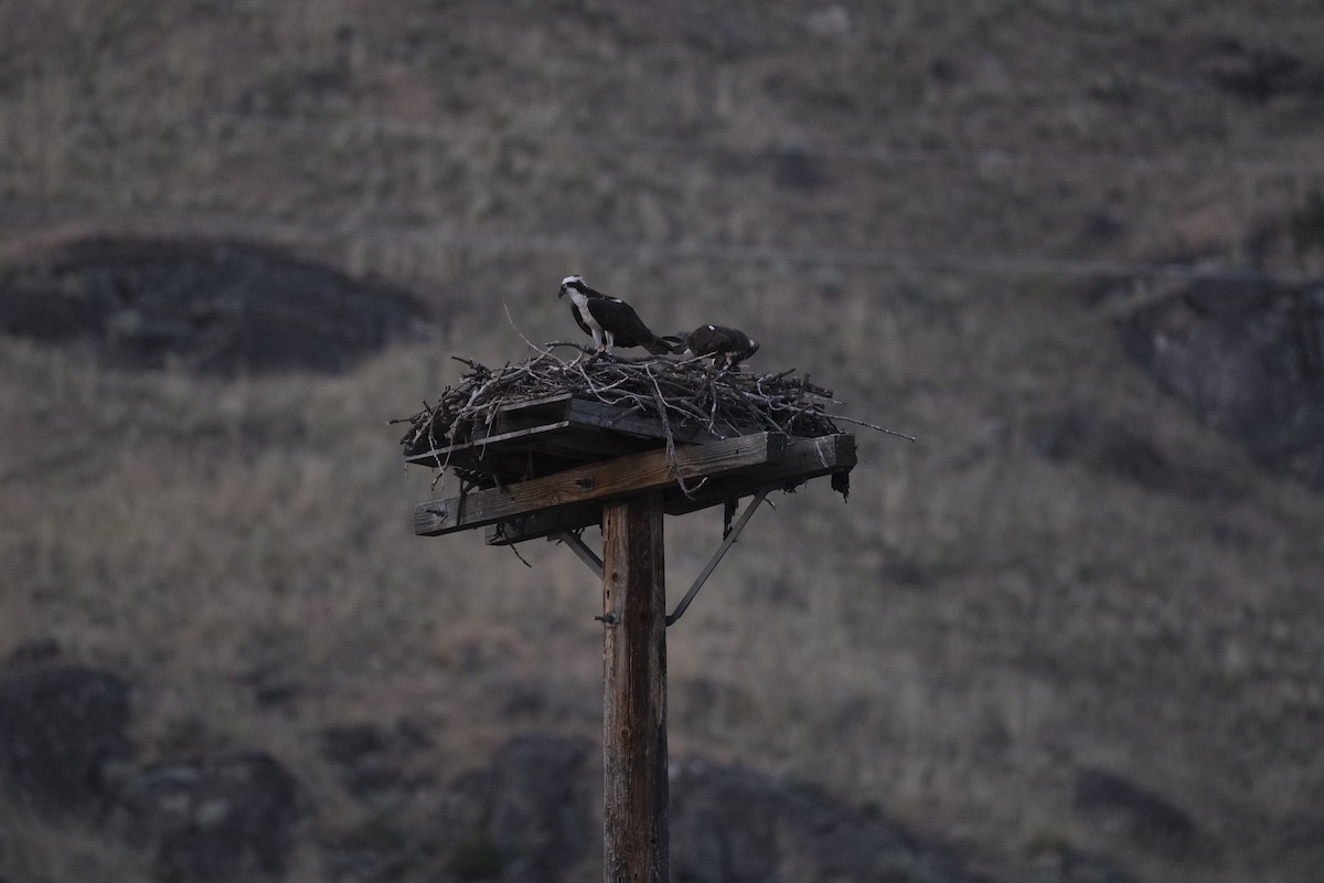 Águila Pescadora - ML620880149