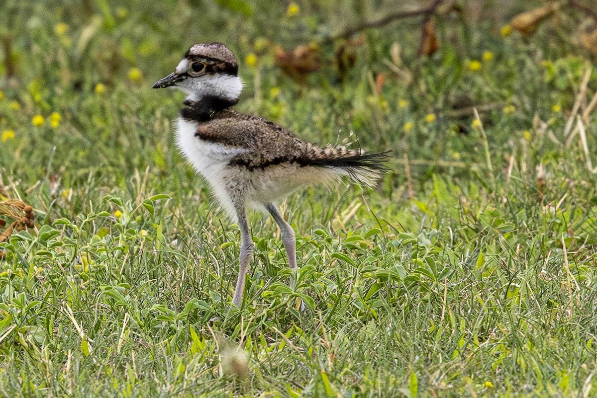 Killdeer - ML620880152