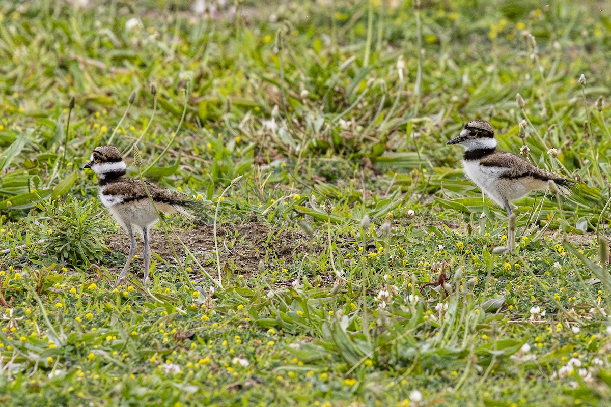 Killdeer - ML620880153