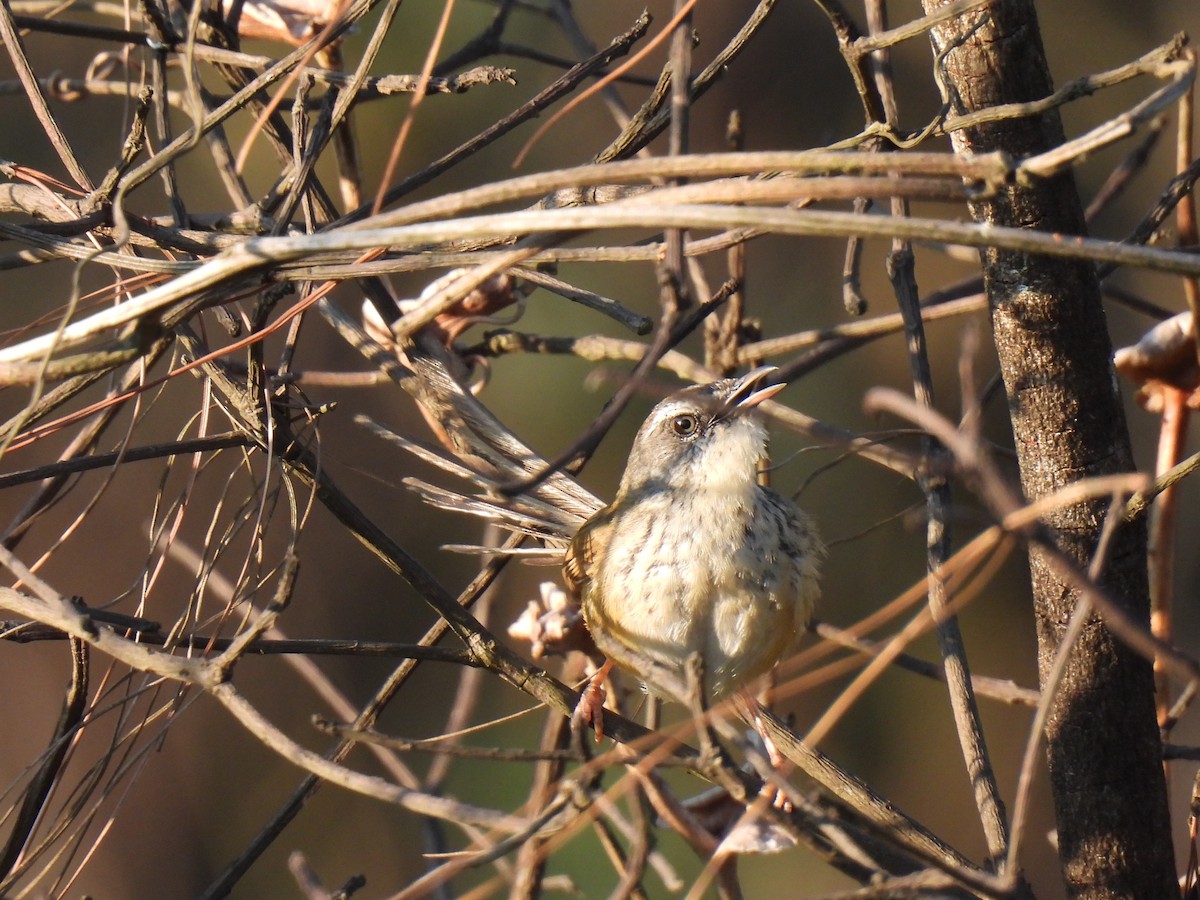 Prinia à sourcils - ML620880154