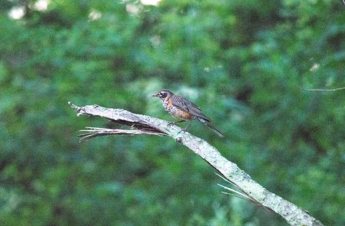 American Robin - ML620880155