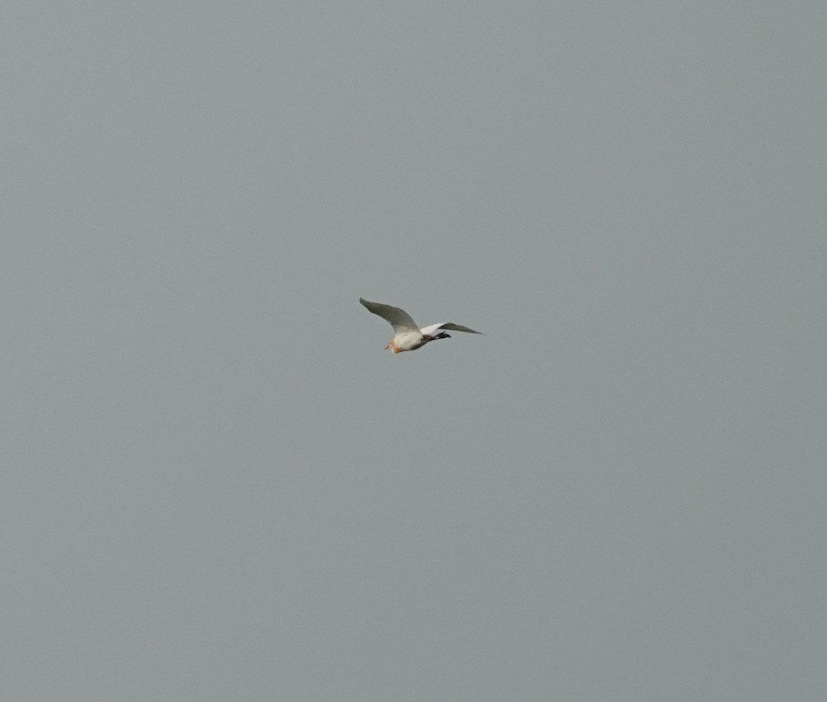 Eastern Cattle Egret - ML620880157