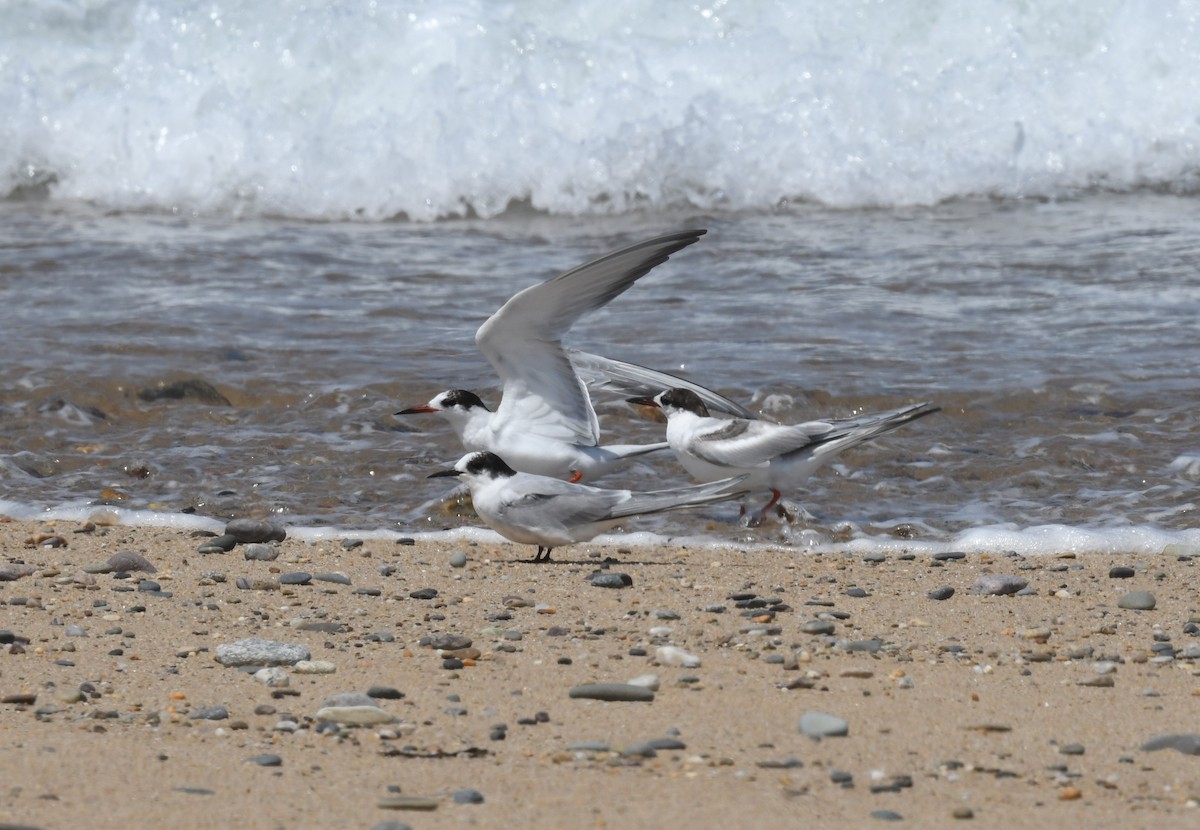 Arctic Tern - ML620880158