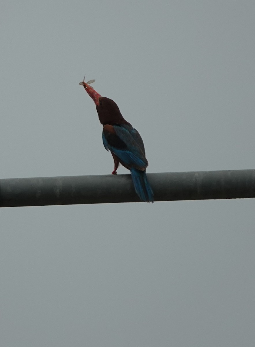 White-throated Kingfisher - ML620880160