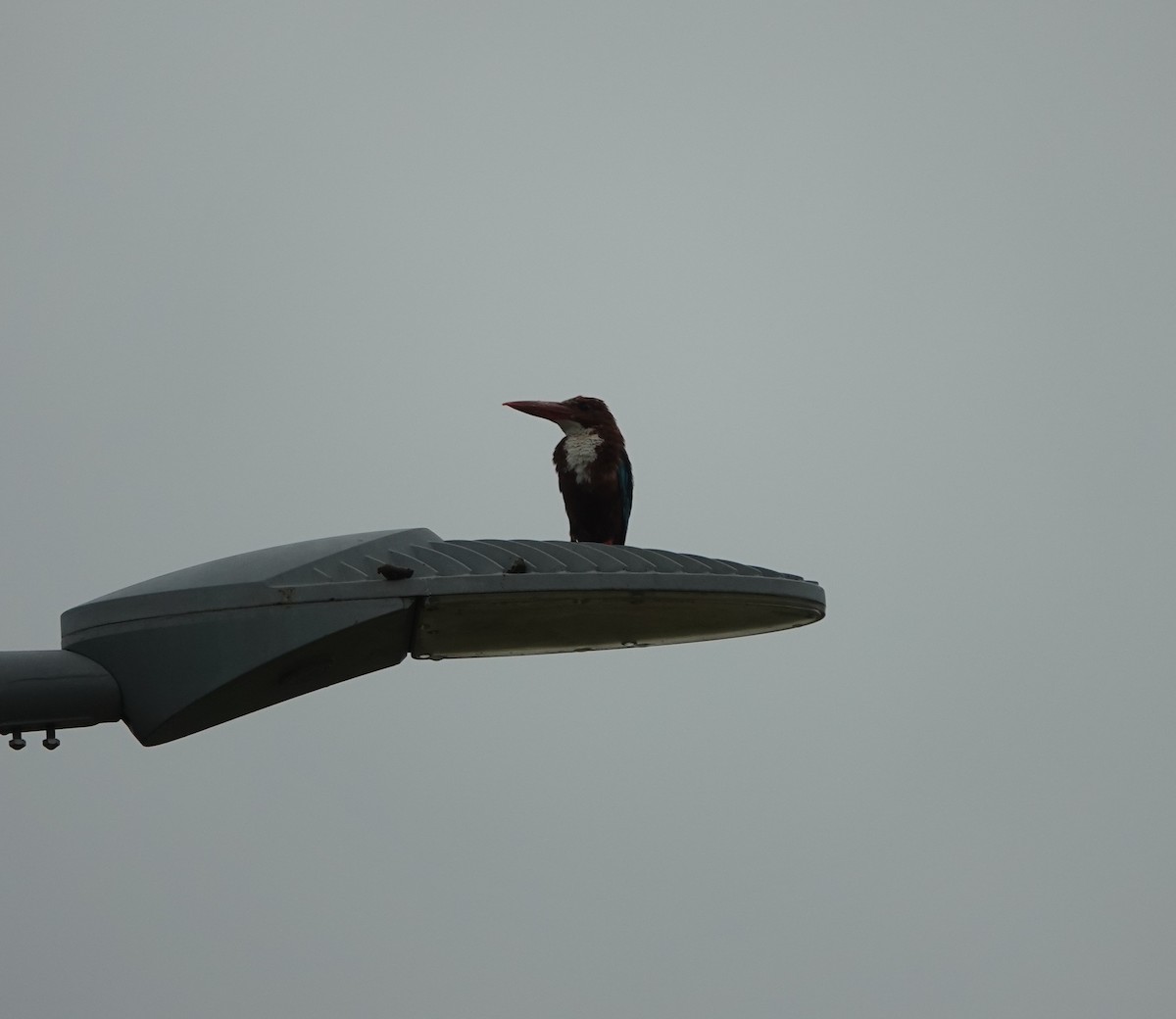 White-throated Kingfisher - ML620880163