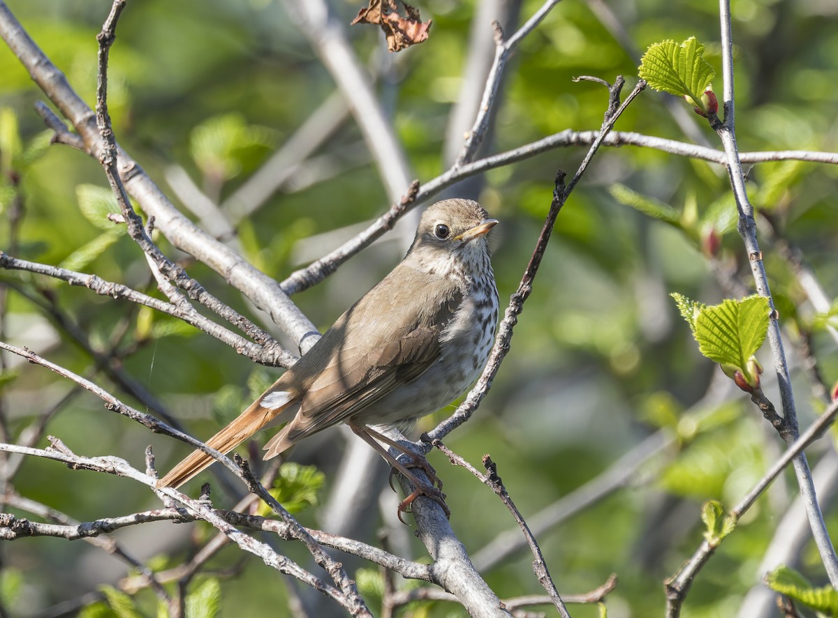 Hermit Thrush - ML620880165