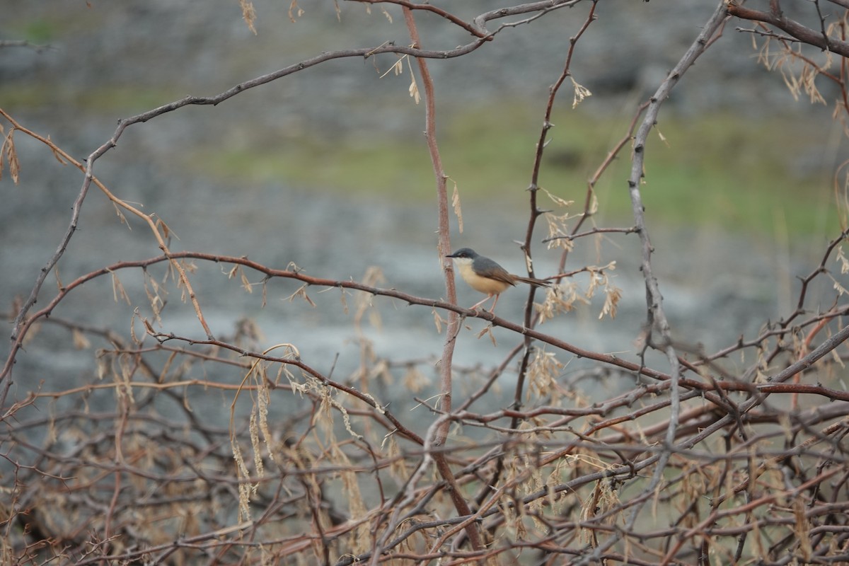 Ashy Prinia - ML620880168