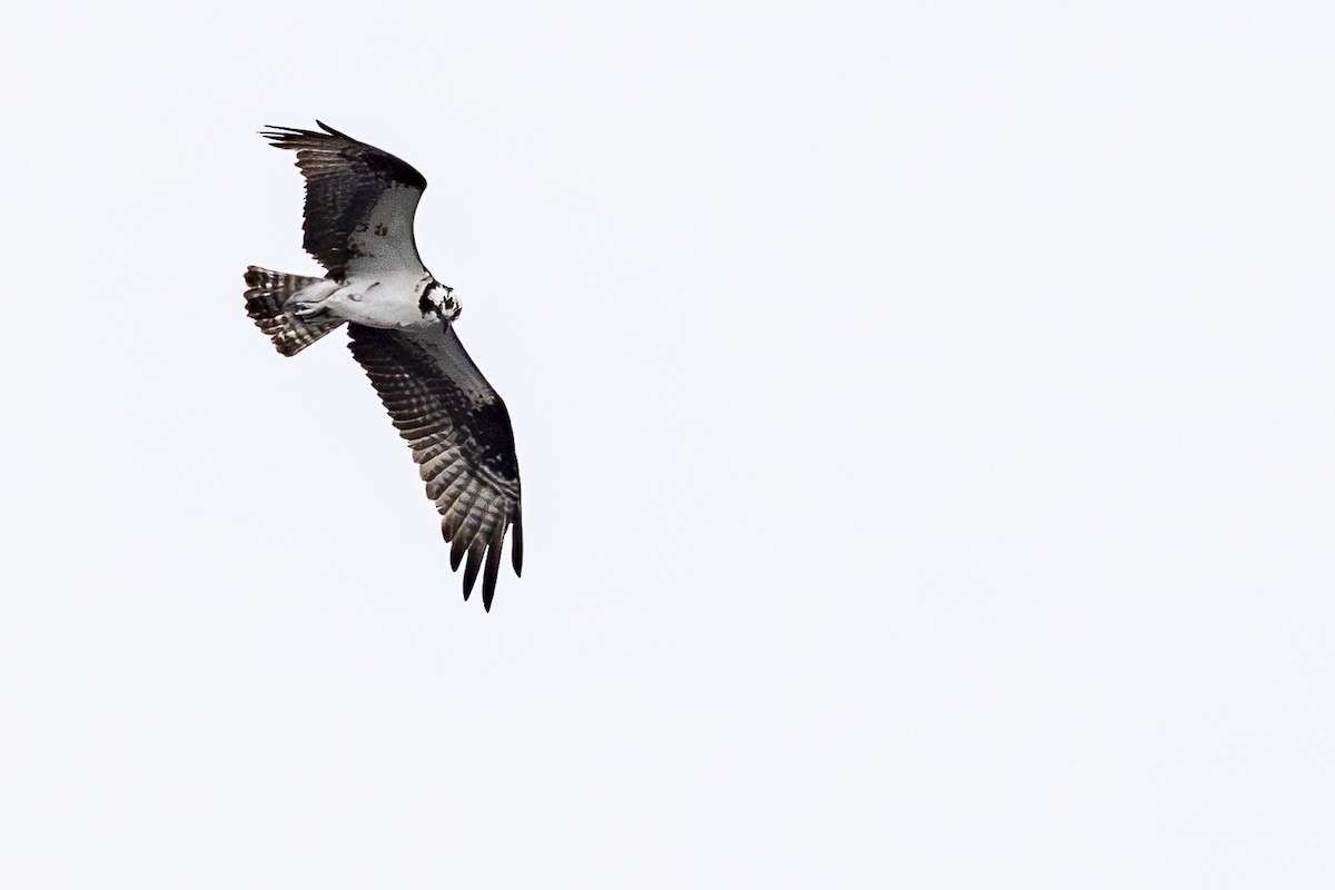 Águila Pescadora - ML620880170