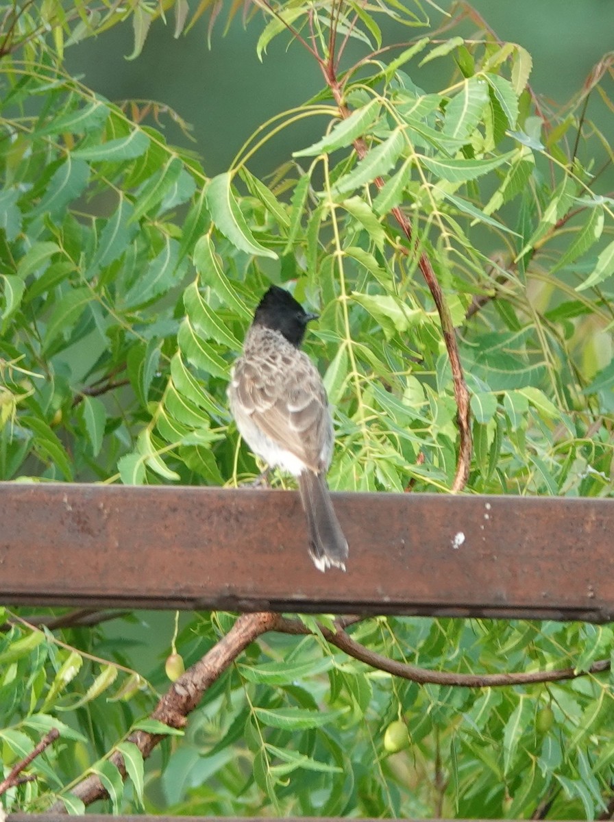 Red-vented Bulbul - ML620880175