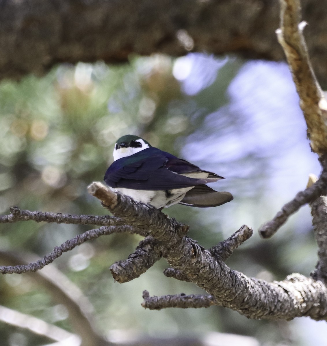 Violet-green Swallow - ML620880177