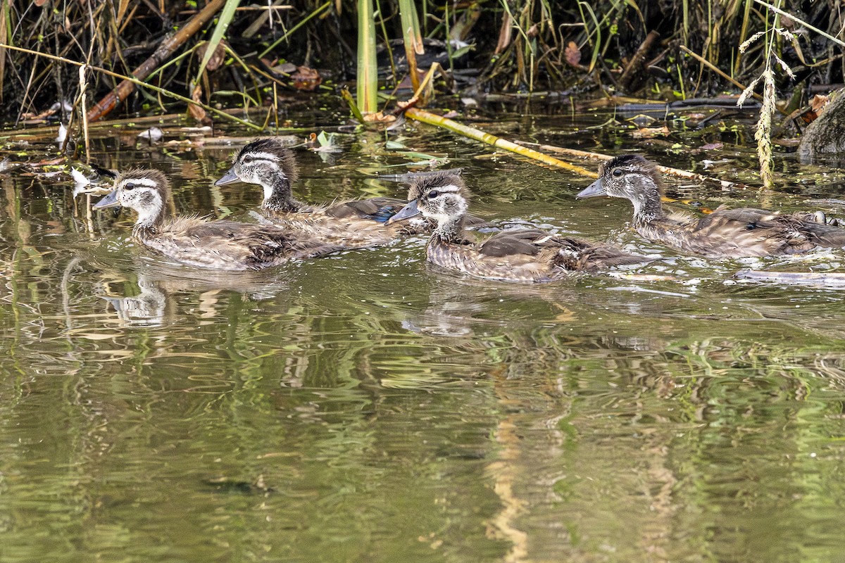 Wood Duck - ML620880184