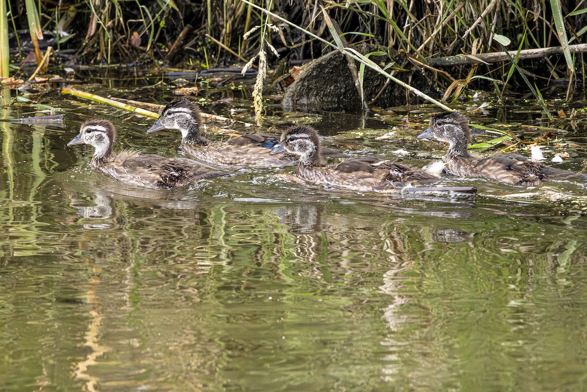 Wood Duck - ML620880185