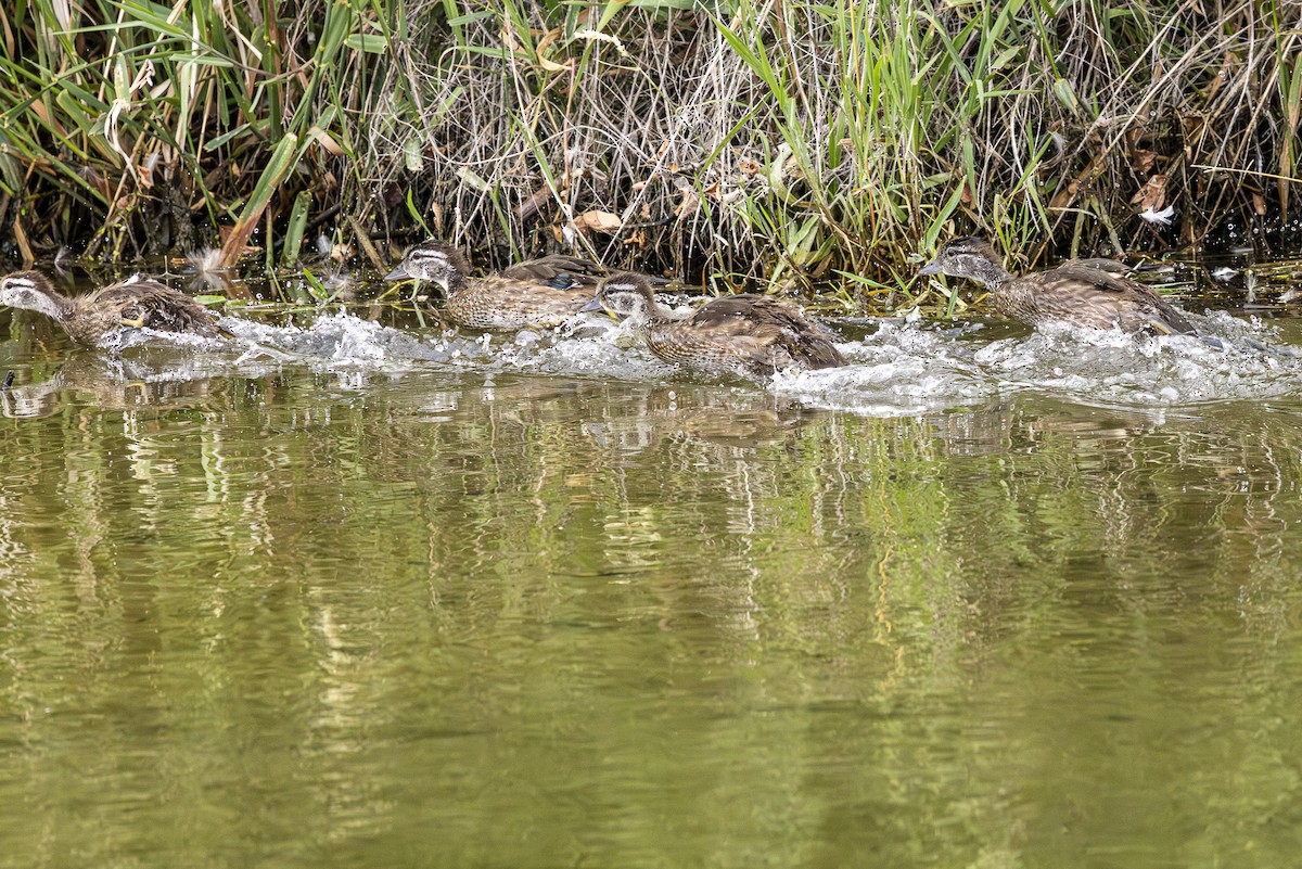 Wood Duck - ML620880186