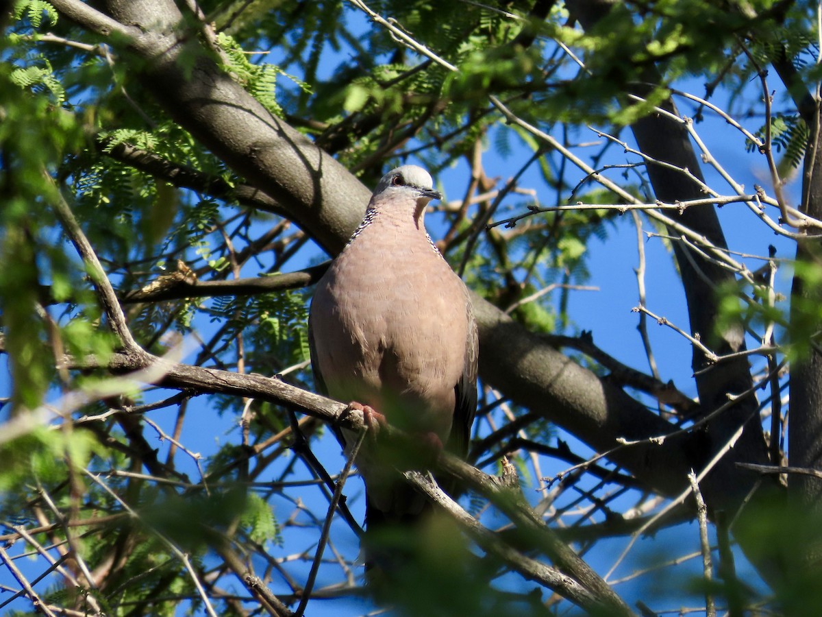 Spotted Dove - ML620880187