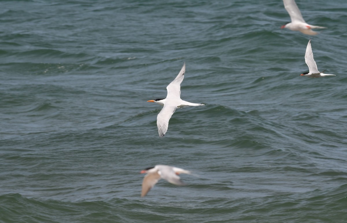 Royal Tern - ML620880189