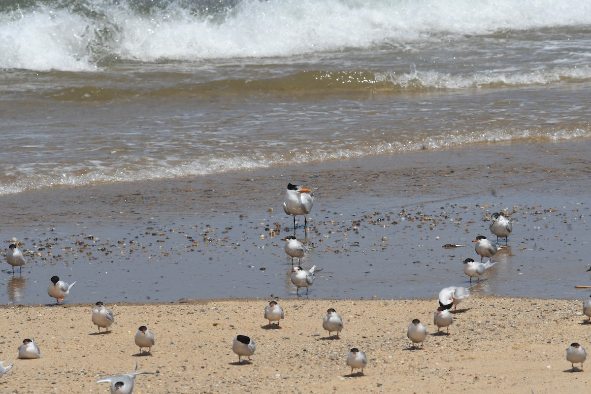 Royal Tern - ML620880191