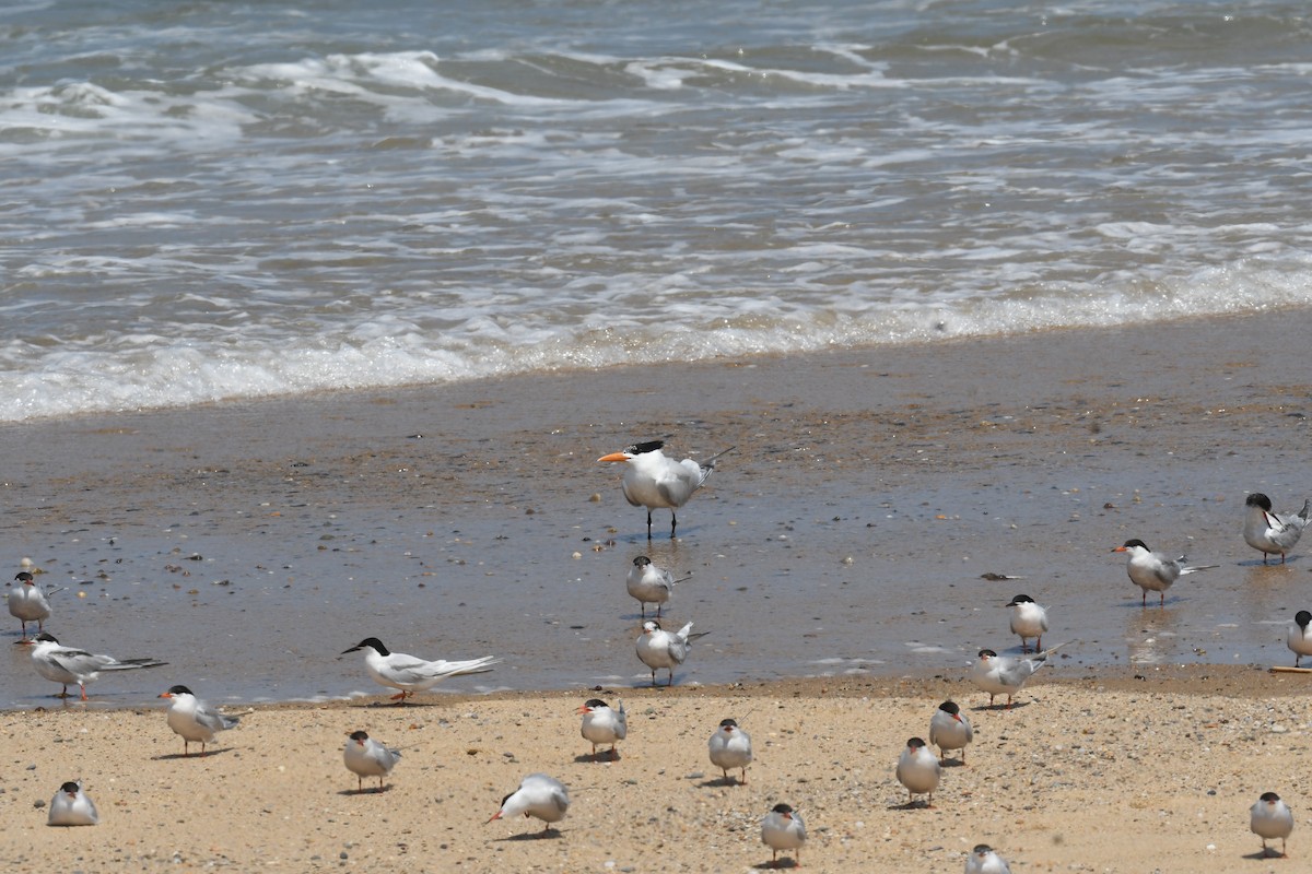 Royal Tern - ML620880192