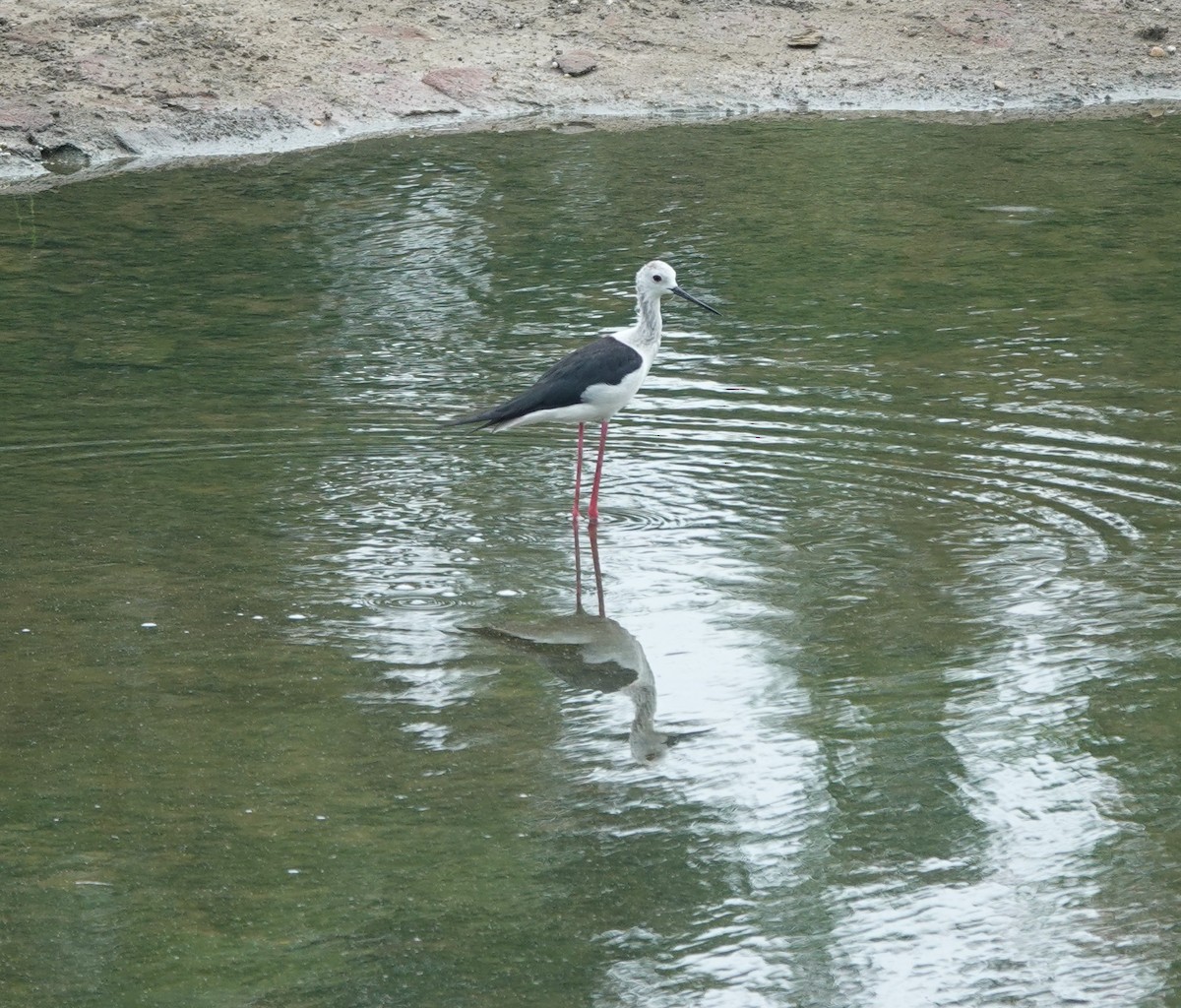 Black-winged Stilt - ML620880194