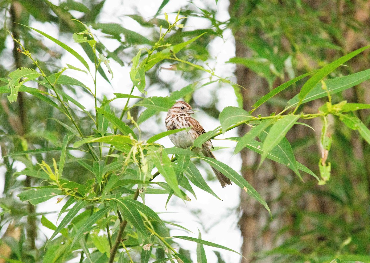 Song Sparrow - ML620880202