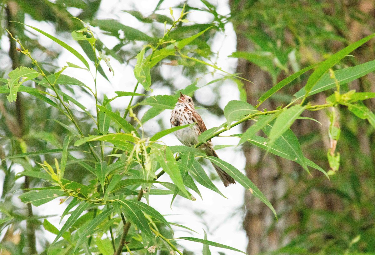 Song Sparrow - ML620880203