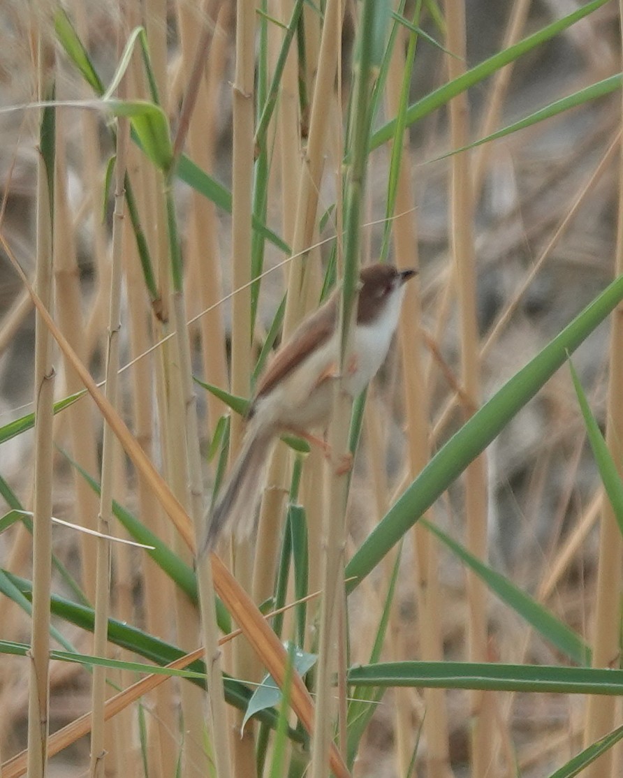 Yellow-eyed Babbler - ML620880204