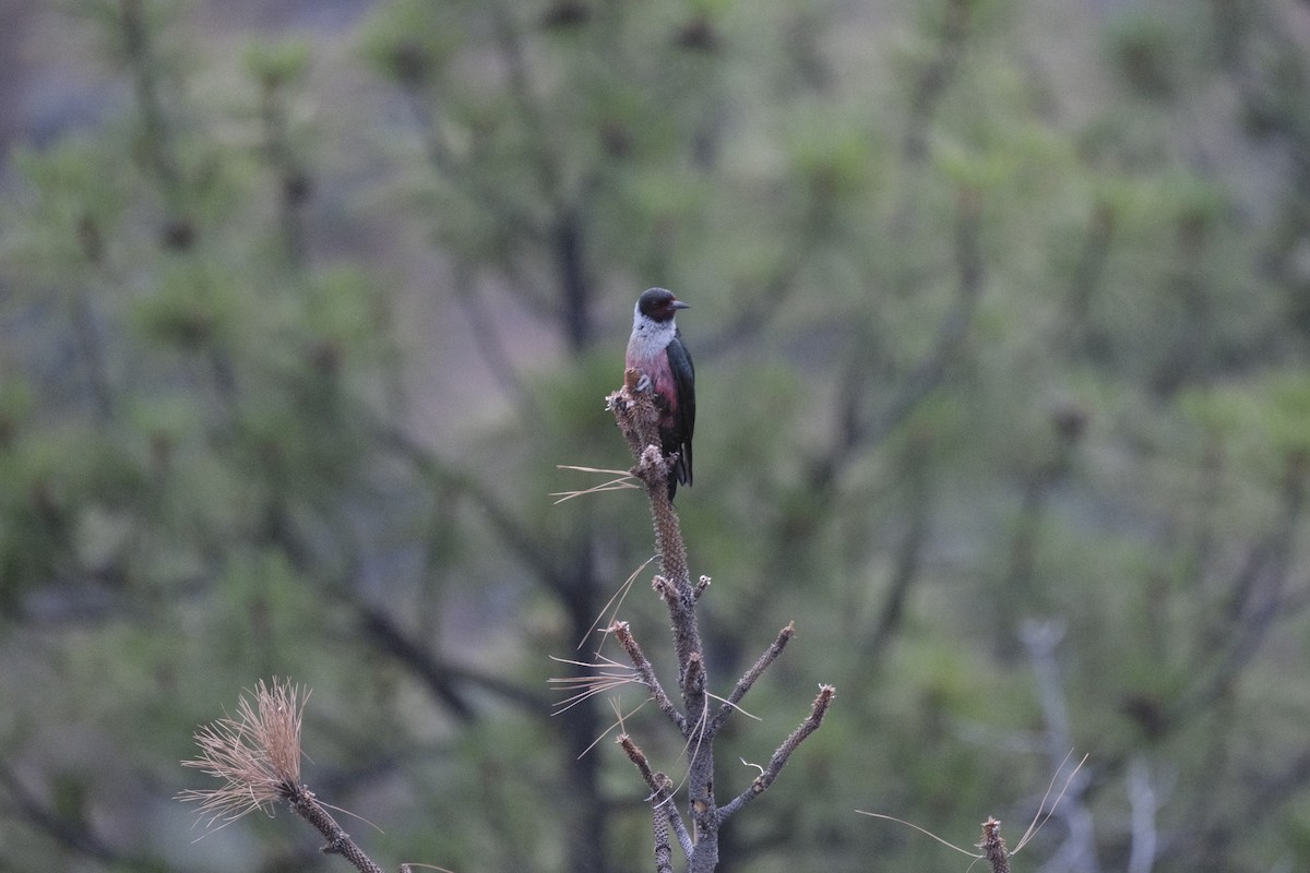 Lewis's Woodpecker - ML620880206