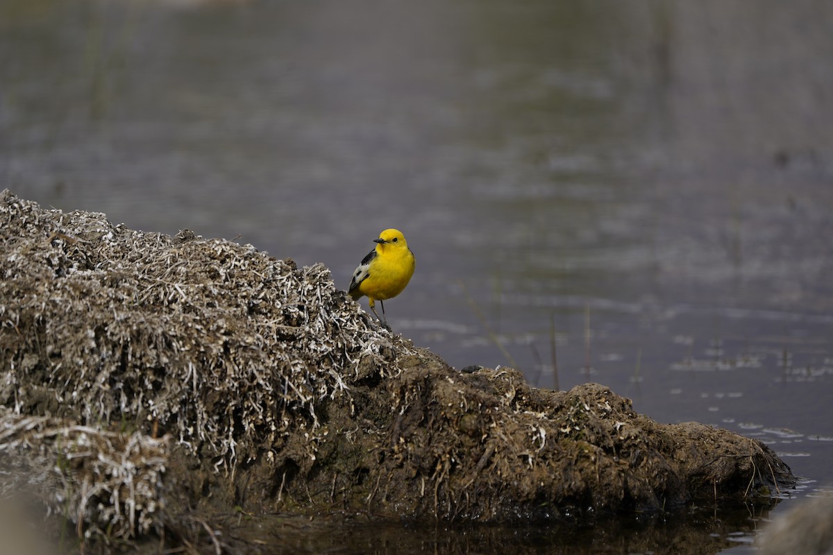 Citrine Wagtail - ML620880211