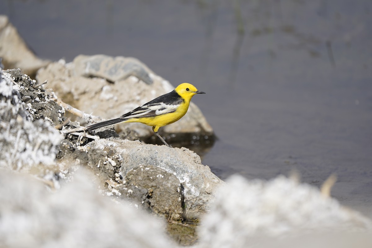 Citrine Wagtail - ML620880214