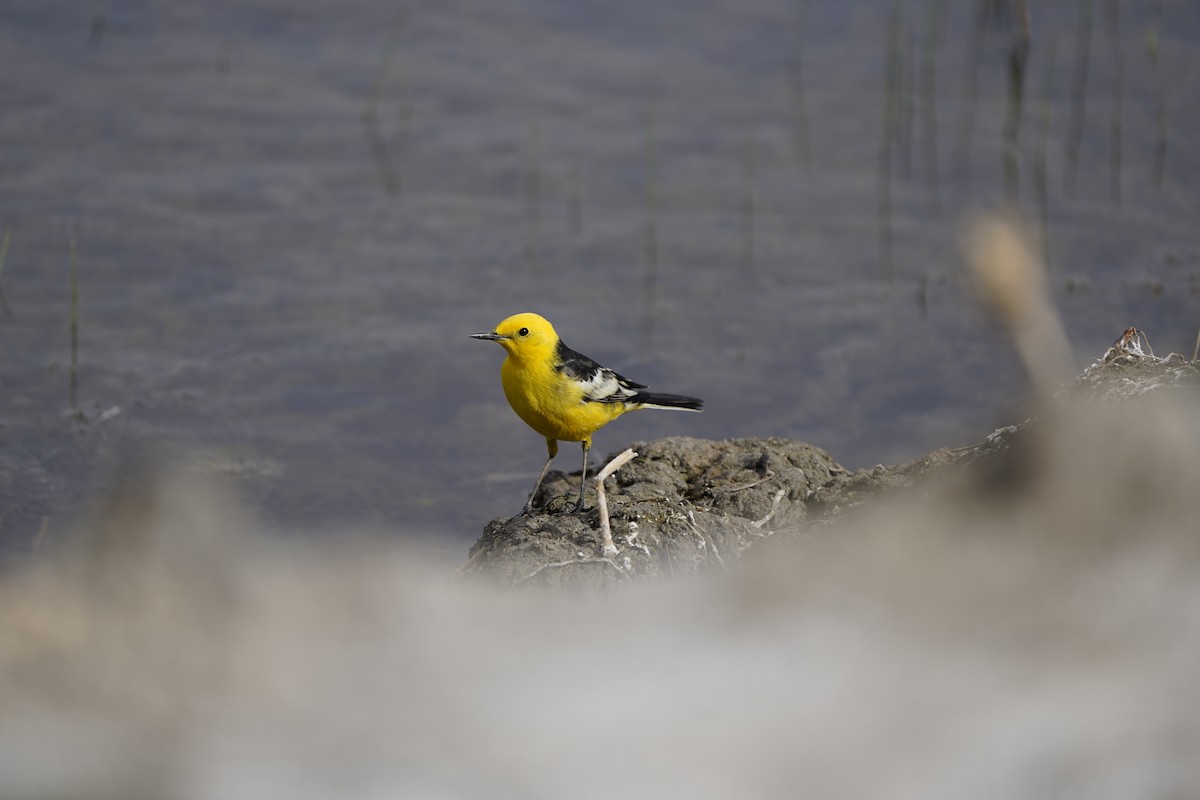 Citrine Wagtail - ML620880216