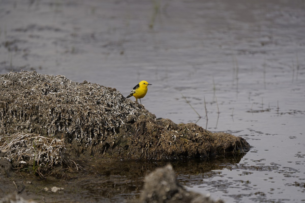 Citrine Wagtail - ML620880217