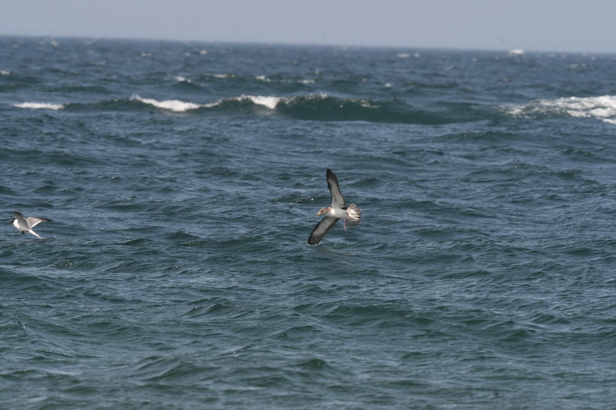 Cory's Shearwater - ML620880222