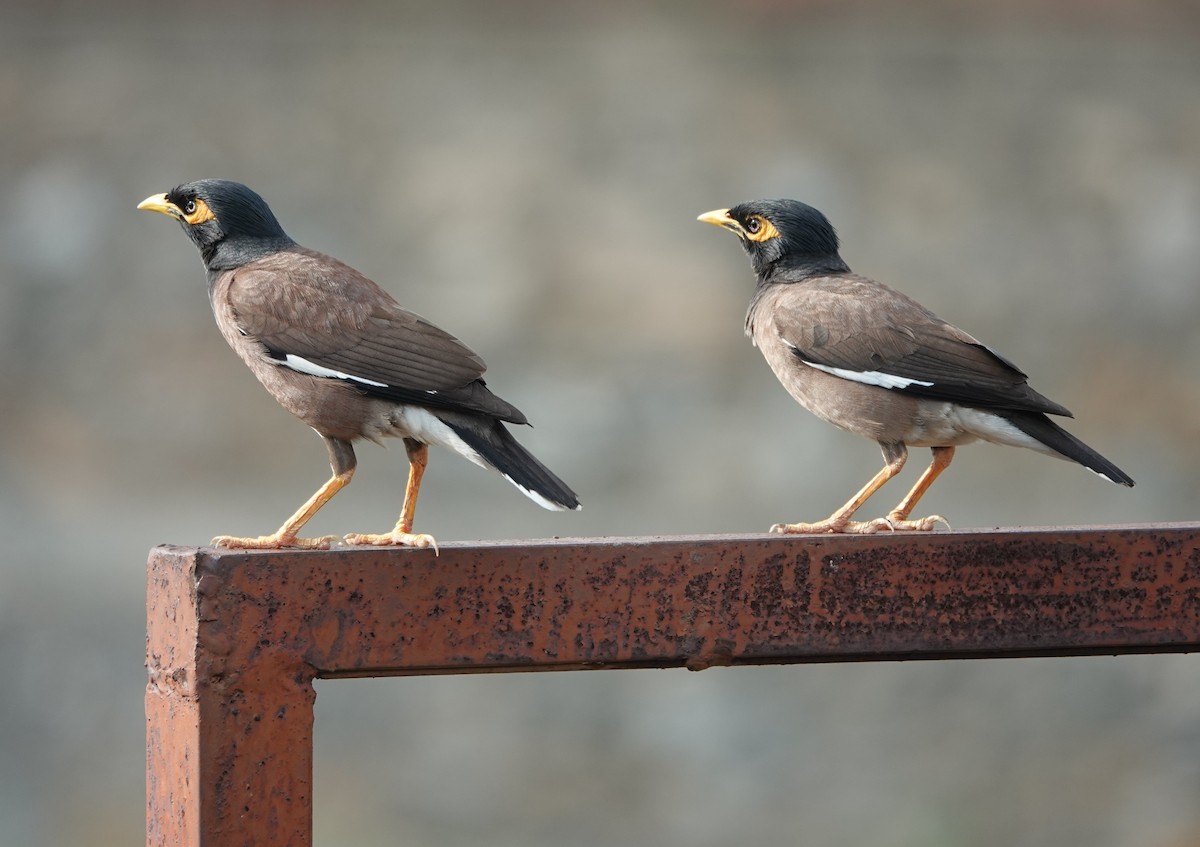 Common Myna - ML620880223